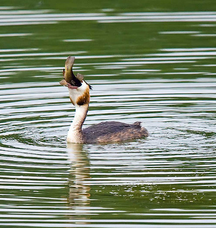 Great Crested Grebe