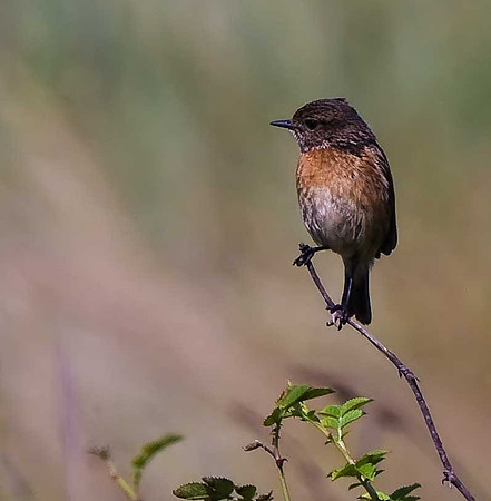 Stonechat