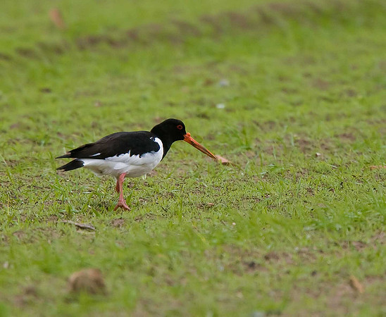 Oystercatcher