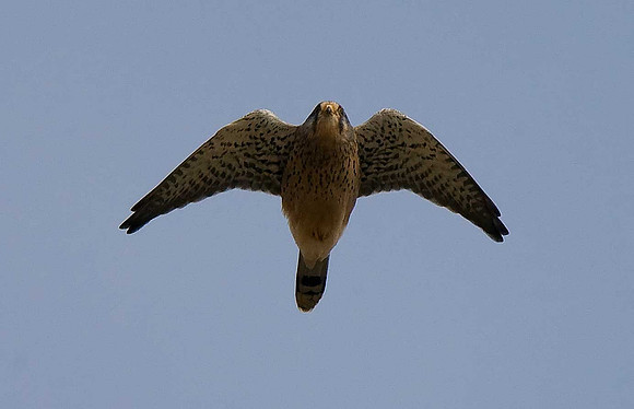 Kestrel