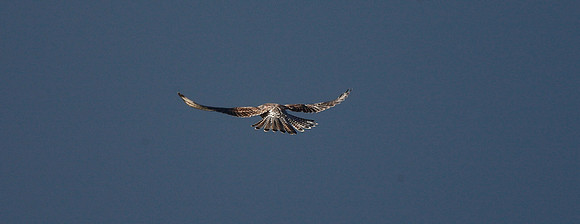 Kestrel
