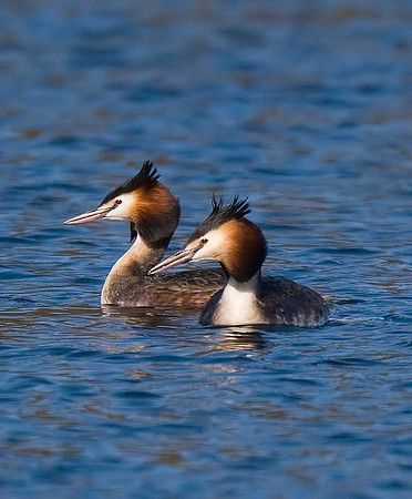 Great Crested Grebe