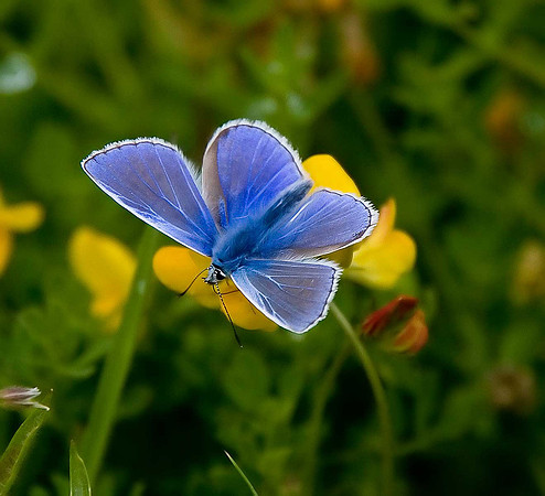High Hauxley: common blue