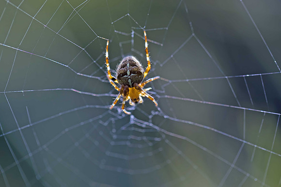 Garden spider