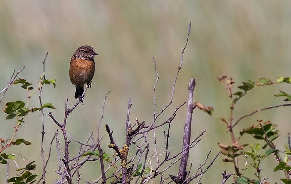 Stonechat