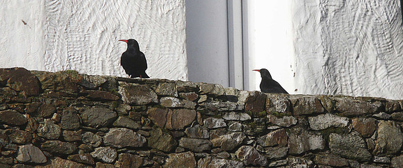 Chough