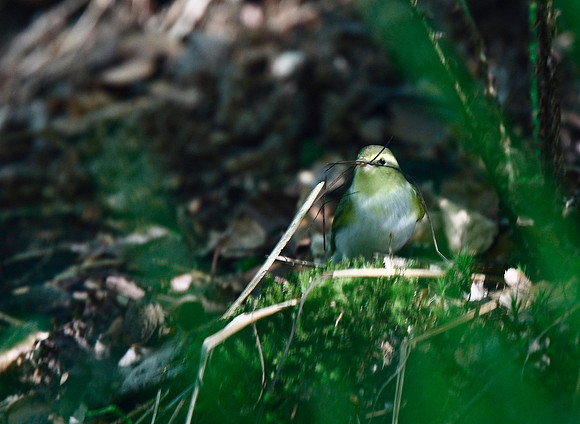 Wood Warbler