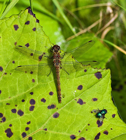 Common Darter