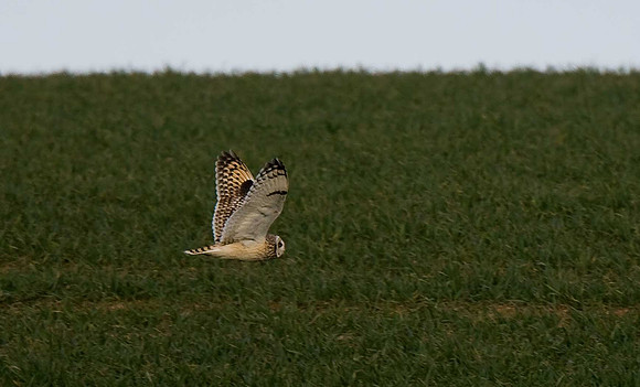 Short-eared Owl