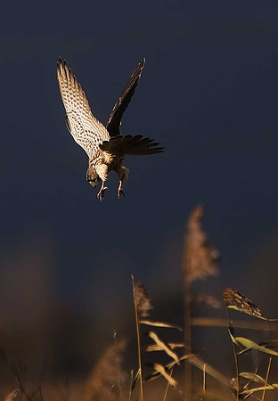 Kestrel