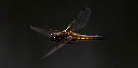 Four Spot Chaser