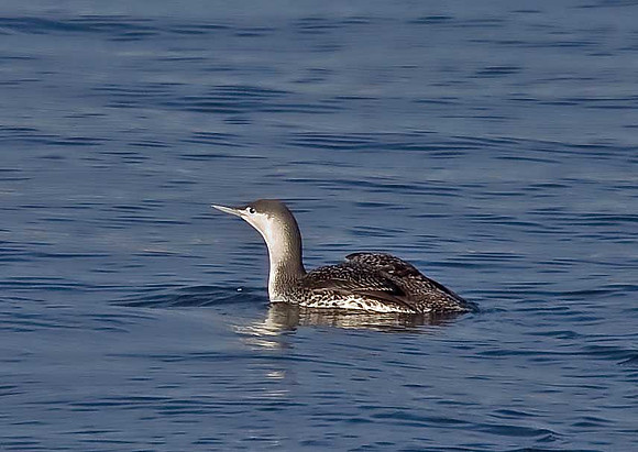 Red-throated Diver