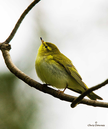 Wood Warbler