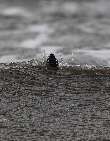 Little Auk