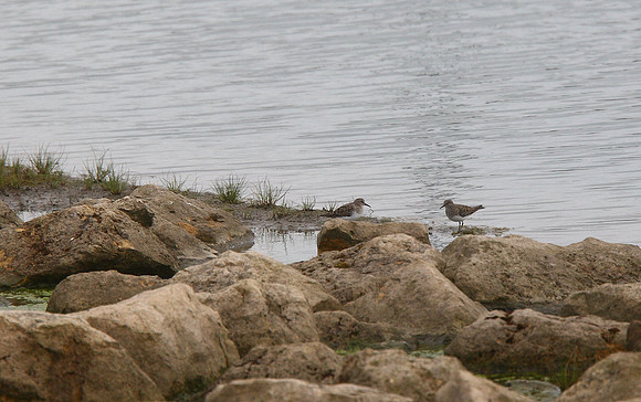 Temminck's Stint