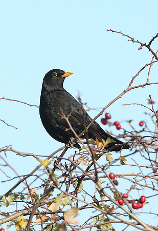 Blackbird