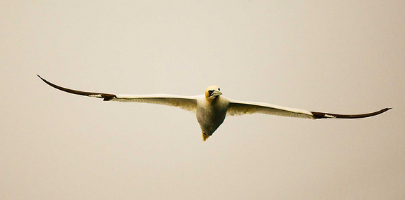 Gannet