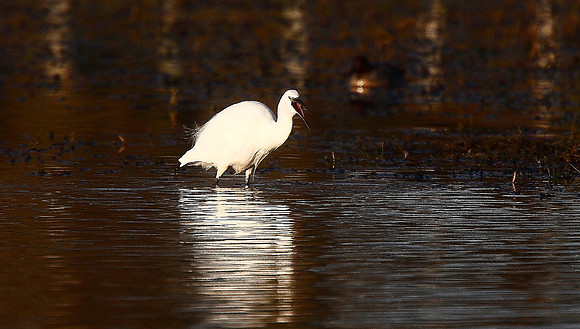 Little Egret