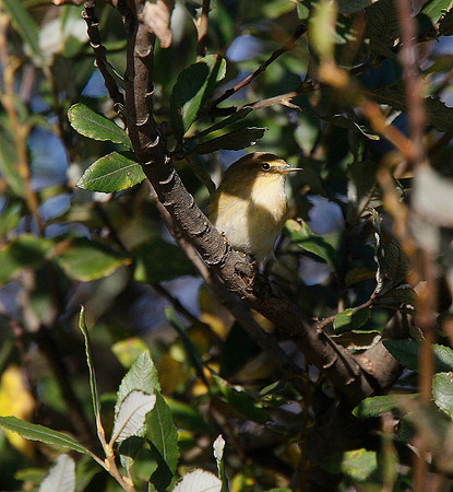 Chiffchaff