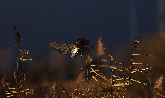 Kestrel