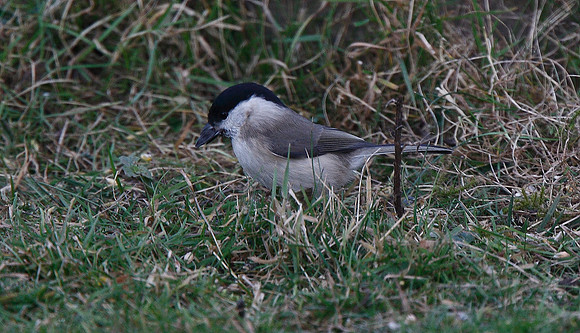 Marsh Tit