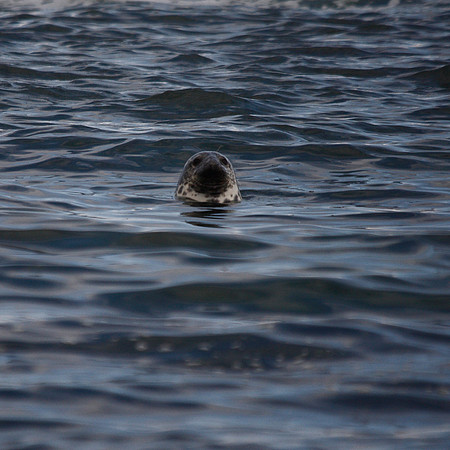 Grey Seal