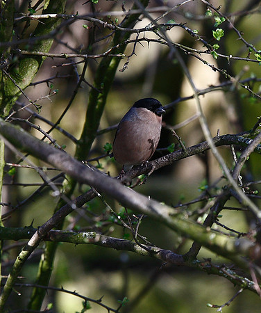 Bullfinch