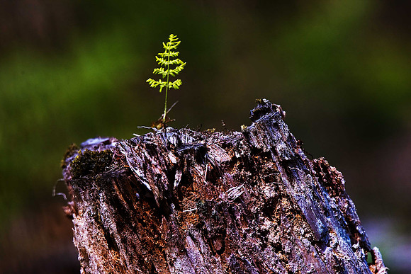 Fern - Bracken