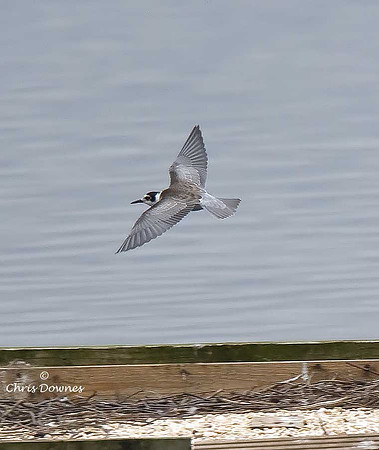 Black Tern juvenile
