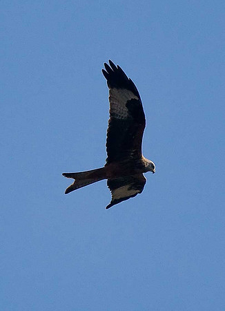 Red Kite