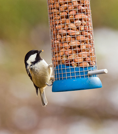 Coal Tit