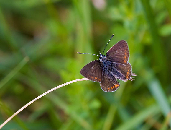 Common Blue