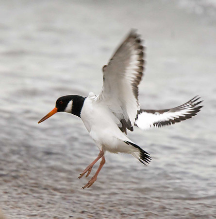 Oystercatcher