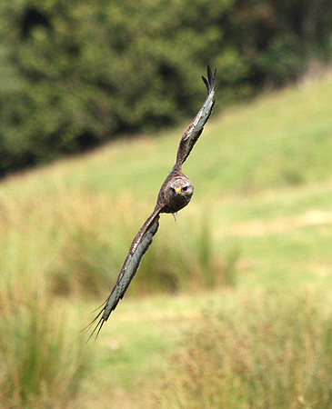 Common Buzzard