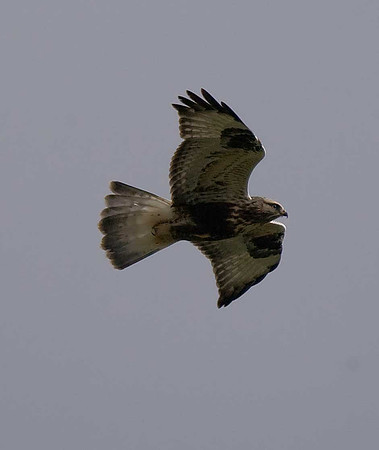 Rough-legged Buzzard