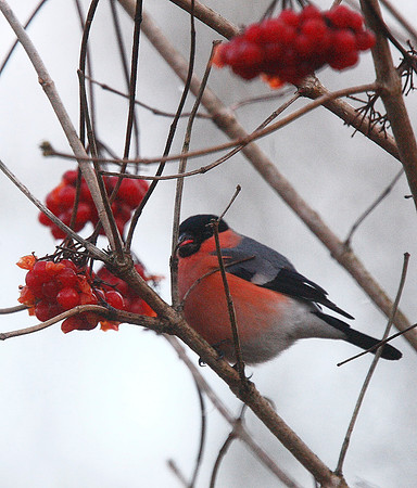 Bullfinch