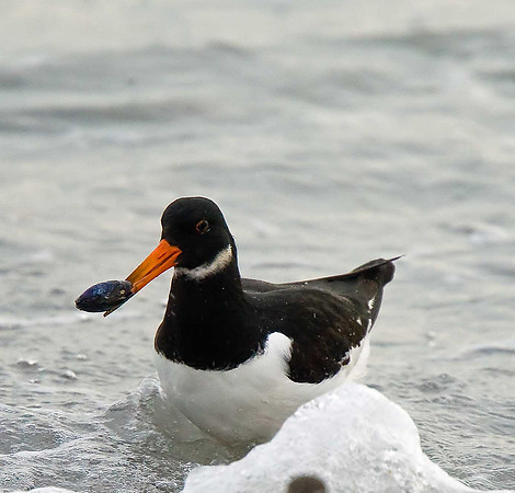 Oystercatcher