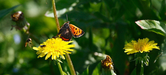Small Copper