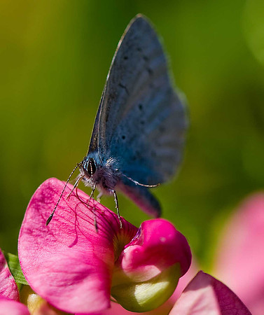 Holly Blue