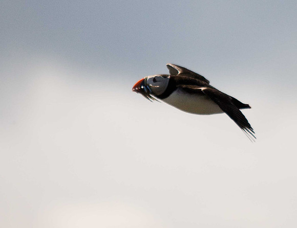 Puffin
