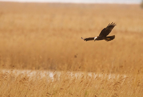 Marsh Harrier
