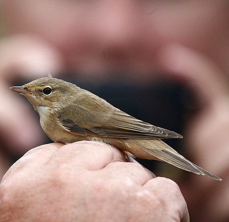 Marsh Warbler
