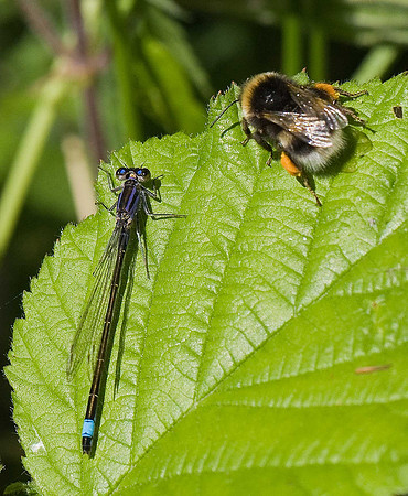 Blue-tailed Damselfly