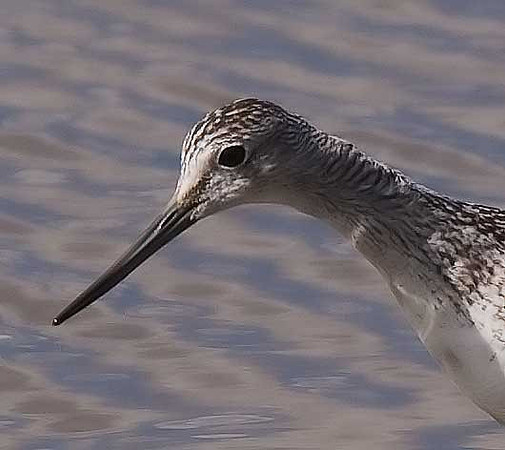 Greenshank