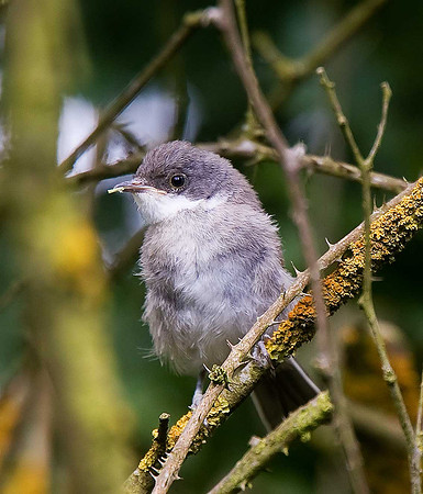 Lesser Whitethroat