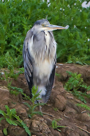 Grey Heron