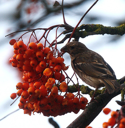Common Rosefinch