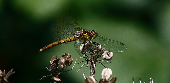 Common Darter