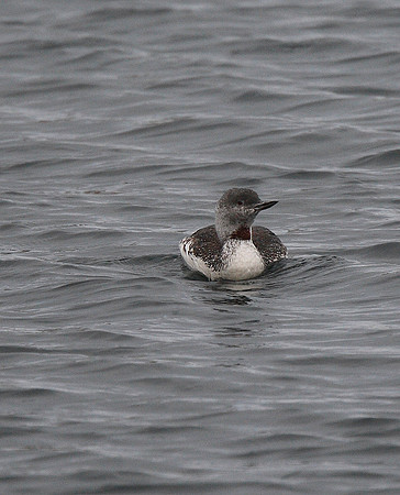 Red-throated Diver