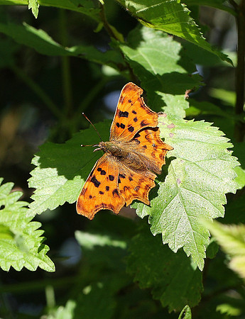 Comma